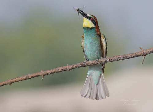 Abejaruco europeo (merops)