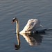 Stolzer Schwan, 261005