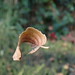 Schwebendes Blatt