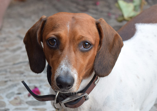 Tycho (Nikon D3300 DSC_0002a)