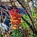 Hummingbird on snap dragon