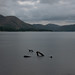 			<p><a href="https://www.flickr.com/people/three_lenses/">ThreeLenses</a> posted a photo:</p>
	
<p><a href="https://www.flickr.com/photos/three_lenses/55571874153/" title="Ullswater (2026)"><img src="https://live.staticflickr.com/65535/55571874153_ca993e632f_m.jpg" width="240" height="192" alt="Ullswater (2026)" /></a></p>


