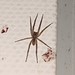Nosferatu-Spinne (Zoropsis spinimana)