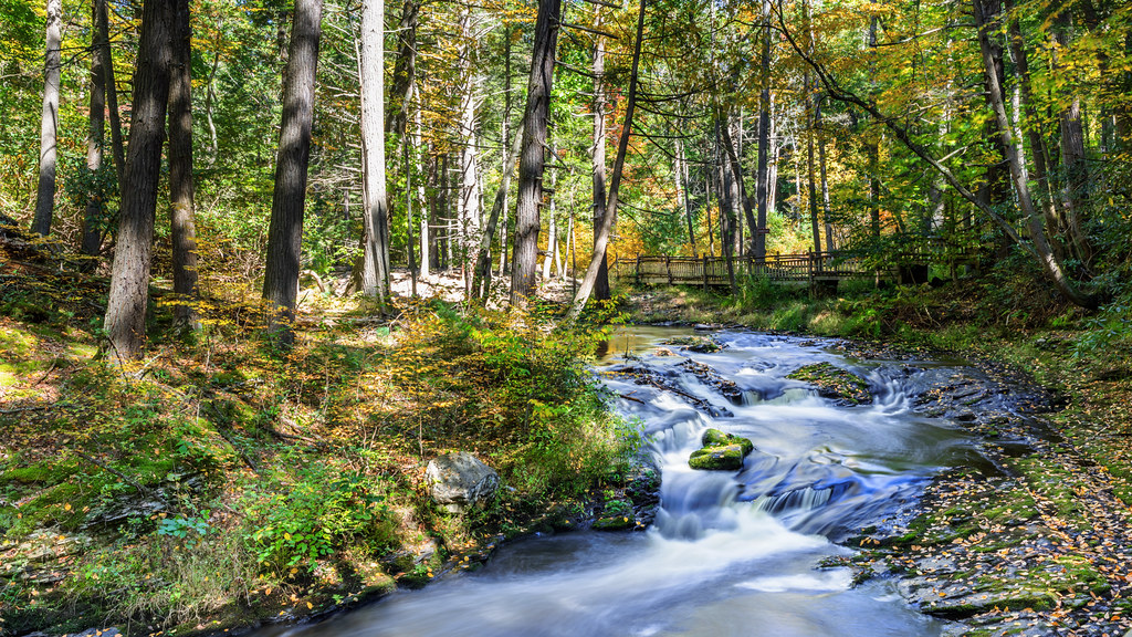 Green and yellow leaves line both banks of a creek beneath a footbridge; fallen leaves lie on the rocks.