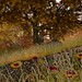 Mr Owl Hiding in Sight