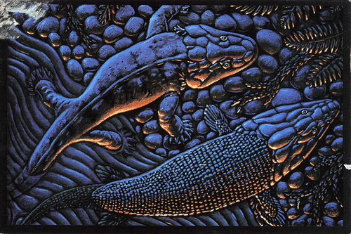 Acanthostega - early amphibious vertibrate