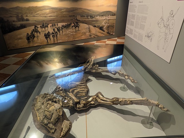Horse Skeleton from the Tomba del Cavaliere (Tomb 43) - Longobard Necropolis of San Mauro - National Archaeological Museum - Cividale del Friuli, Italy