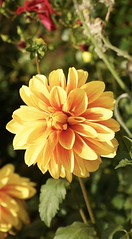 Cold days are near , good to use the last opportunities for sunny pictures