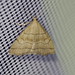Braungestreifte Spannereule (Herminia tarsicrinalis) (1)