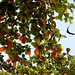 IMG_20261006_170811