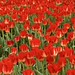 Spring Bouquet, 2026