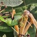 Gottesanbeterin (Mantis religiosa)