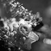 Cut flowers | Spotmatic