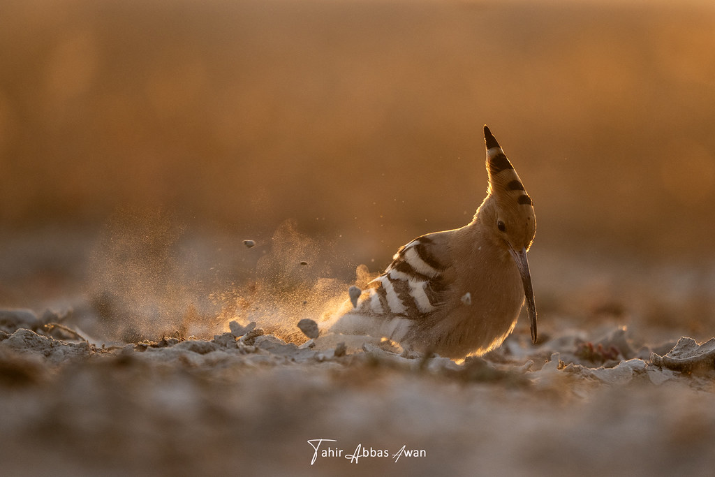 Hoopoe Hoopoe