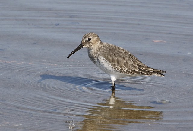 Dunlin- nonbreeding adult