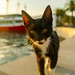 			<p><a href="https://www.flickr.com/people/204974522@N04/">Photalecks</a> posted a photo:</p>
	
<p><a href="https://www.flickr.com/photos/204974522@N04/55572961640/" title="Cats of Montenegro 2"><img src="https://live.staticflickr.com/65535/55572961640_c99fa29809_m.jpg" width="240" height="160" alt="Cats of Montenegro 2" /></a></p>


