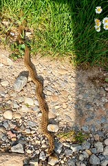 Würfelnatter (Natrix tessellata)