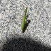 Gottesanbeterin (Mantis religiosa)