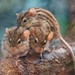 			<p><a href="https://www.flickr.com/people/christinegerhardt/">Christine Gerhardt</a> posted a photo:</p>
	
<p><a href="https://www.flickr.com/photos/christinegerhardt/55573257987/" title="DSC06042 Kopie"><img src="https://live.staticflickr.com/65535/55573257987_7ae073f321_m.jpg" width="240" height="160" alt="DSC06042 Kopie" /></a></p>

<p>Wilhelma Stuttgart Februar 2026</p>
