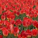 Spring Bouquet, 2026