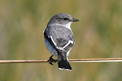 Hooded robin (female)