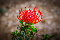 Pincushion Protea 2