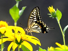 OMD EM1 10.7.2026 butterfly 2