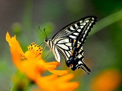 OMD EM1 10.7.2026 butterfly 1