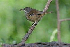 White-browed Scrubwren