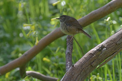 White-browed Scrubwren