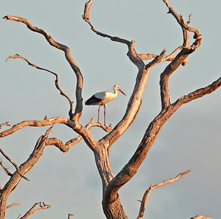 White Stork at Jacobs Well