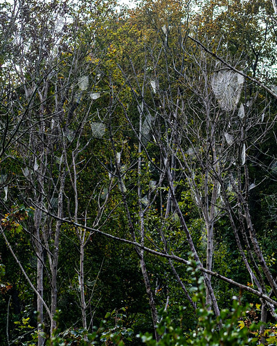 Dew covered webs in trees