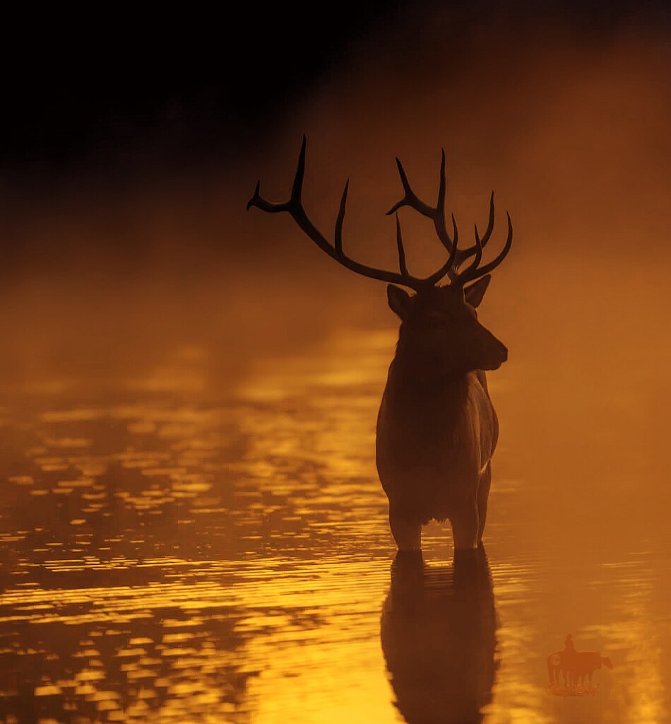 Monarch of the mist.