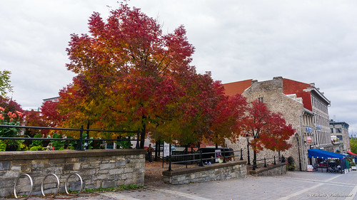 Place Jacques-Cartier - Vieux-Montréal - Canada - 05334