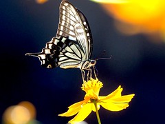 OMD EM1 10.8.2026 butterfly 2
