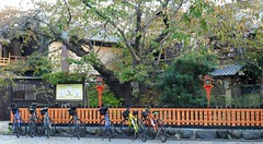 Barrière (tamagaki) du sanctuaire shinto Tatsumi Daimyojin, quartier de Gion, Kyoto, Kansai, Japon.