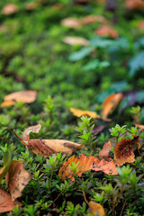 The arrival of autumn