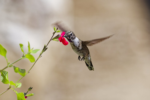 Hummingbird