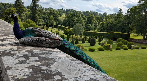 Peacock at Drummond Castle