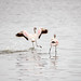 			<p><a href="https://www.flickr.com/people/martinawaytravelblog/">Martinaway</a> posted a photo:</p>
	
<p><a href="https://www.flickr.com/photos/martinawaytravelblog/55575104690/" title="Flamingos in Walvis Bay"><img src="https://live.staticflickr.com/65535/55575104690_cd0c534fe3_m.jpg" width="240" height="160" alt="Flamingos in Walvis Bay" /></a></p>

<p>Namibia, Africa</p>
