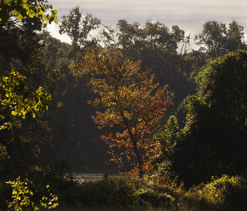 Postal Pond autumn morning