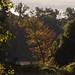 Postal Pond autumn morning
