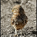LITTLE OWL...