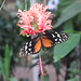 			<p><a href="https://www.flickr.com/people/9750464@N02/">ianpreston</a> posted a photo:</p>
	
<p><a href="https://www.flickr.com/photos/9750464@N02/55575332445/" title="DSCN8969"><img src="https://live.staticflickr.com/65535/55575332445_efbb5b771b_m.jpg" width="240" height="180" alt="DSCN8969" /></a></p>

<p>Taken in the butterfly house in Williamson Park Lancaster.<br />
Many thanks to you ALL for the views, faves and comments you make on my shots it is very appreciated..</p>
