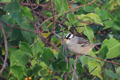 White crowned Sparrow