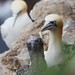 			<p><a href="https://www.flickr.com/people/lezfoto/">LezFoto</a> posted a photo:</p>
	
<p><a href="https://www.flickr.com/photos/lezfoto/55575425576/" title="PA040167"><img src="https://live.staticflickr.com/65535/55575425576_1c8bb89a76_m.jpg" width="240" height="160" alt="PA040167" /></a></p>

<p>Gannet, Morus bassanus,<br />
RSPB Toup Head, Aberdeenshire, Scotland, United Kingdom</p>
