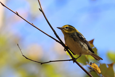 Black throated Green Warbler