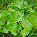 Sumpfdotterblume (Caltha palustris) (1)