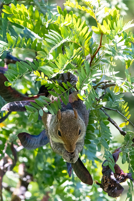 A squirrel, suspended upside-down from a honey locust tree, grasps in his front paws a flat black seed pod that he's nibbling on
