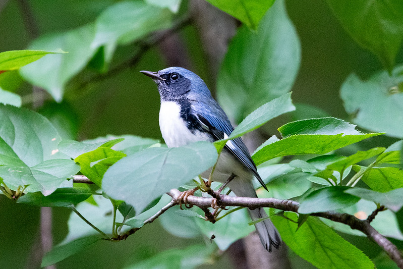 A tiny bird with a black face mask, a navy blue coat, and a white dicky looks boldly upward